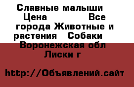Славные малыши! › Цена ­ 10 000 - Все города Животные и растения » Собаки   . Воронежская обл.,Лиски г.